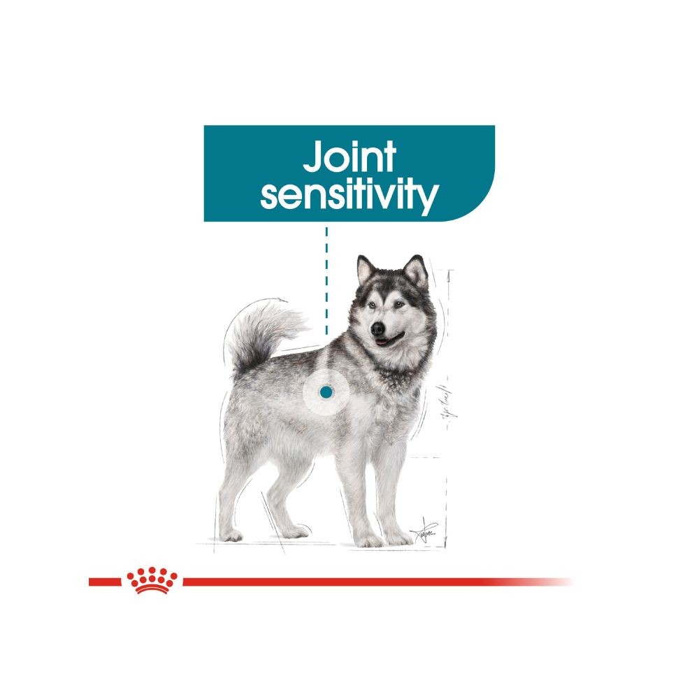 ROYAL CANIN MAXI JOINT CARE 10KG DRY DOG FOOD image 5