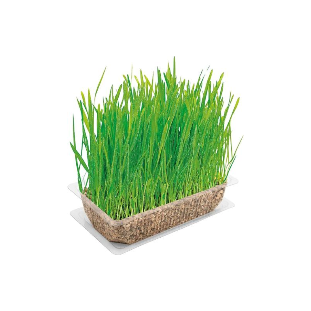 VITAKRAFT CAT GRASS KIT 120G image 2