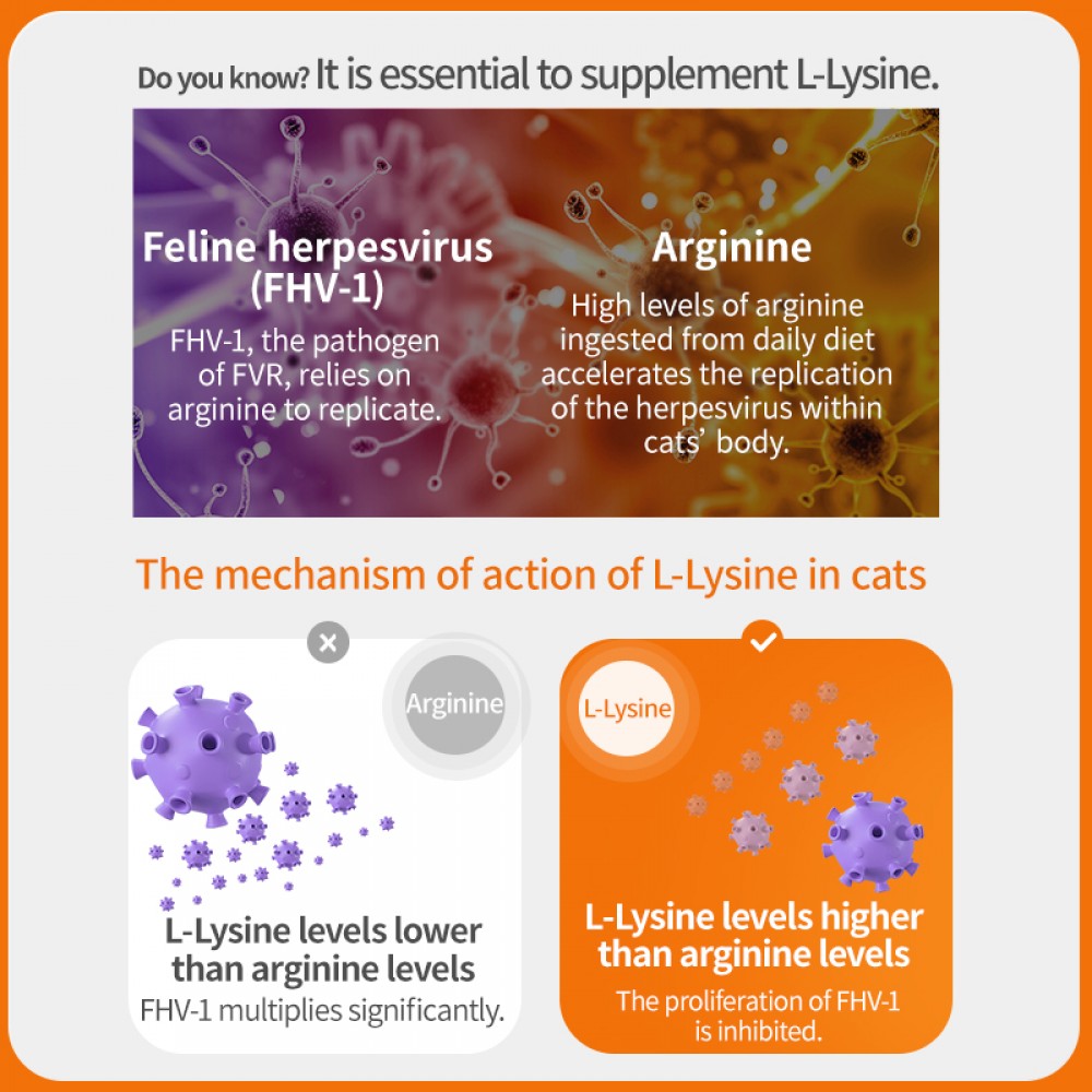 PUAINTA L-LYSINE TABLET 0.5GX200TABLETS image 7