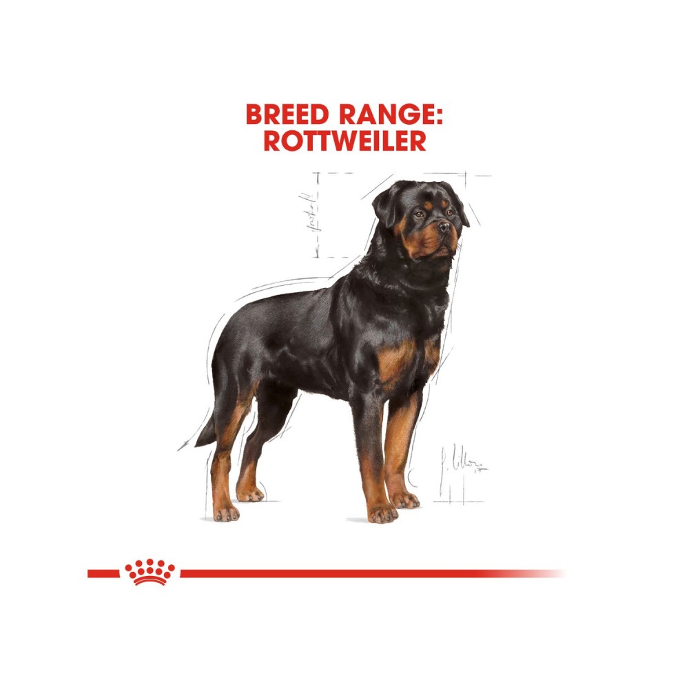 ROYAL CANIN ROTTWEILER ADULT 12KG DRY DOG FOOD image 7