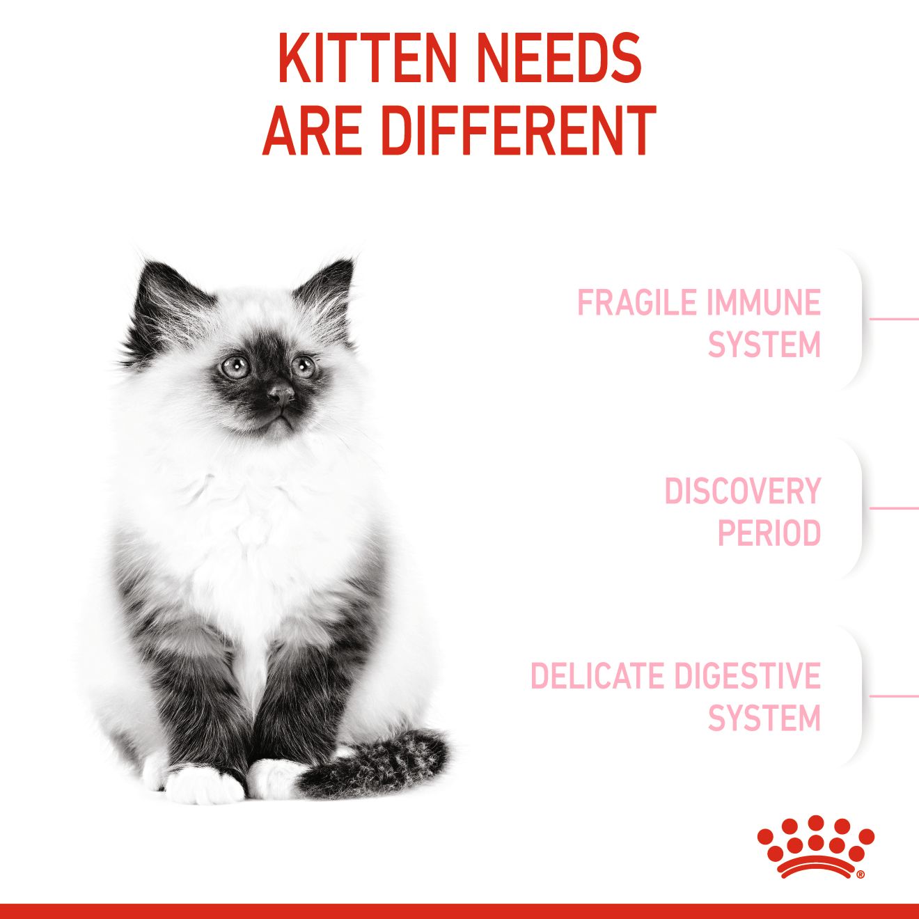 ROYAL CANIN KITTEN 36 0.4KG DRY CAT FOOD image 3
