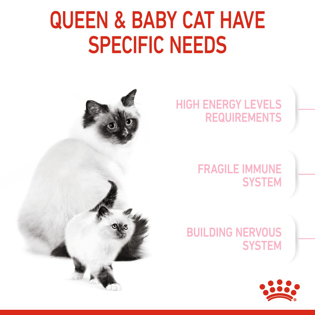 ROYAL CANIN MOTHER & BABYCAT 4KG DRY CAT FOOD image 3