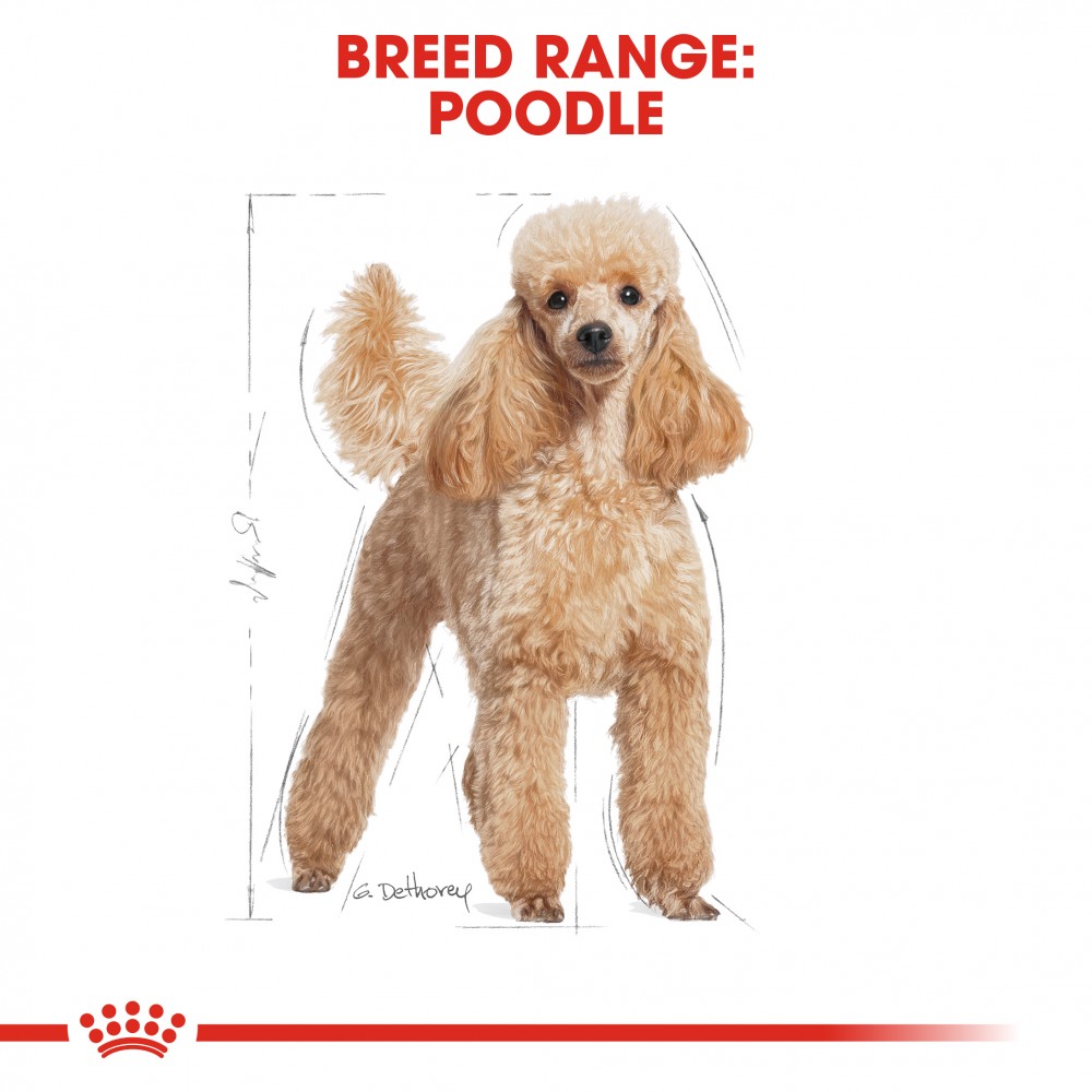 ROYAL CANIN WET POODLE POUCH 85G WET DOG FOOD image 3
