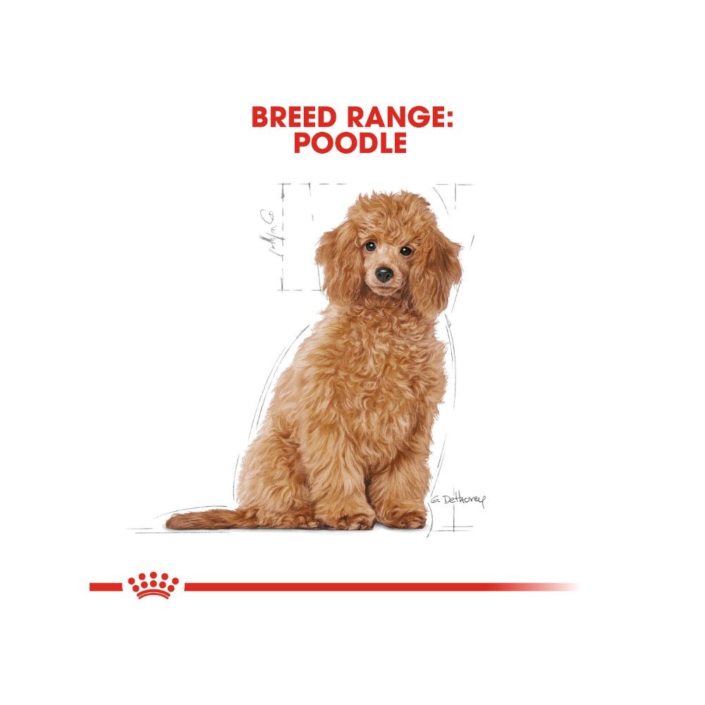 ROYAL CANIN POODLE JUNIOR 3KG DRY DOG FOOD image 8