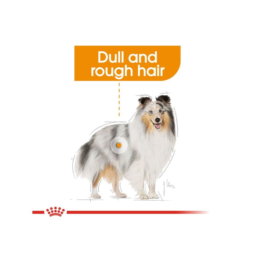 ROYAL CANIN MINI COAT CARE 3KG DRY DOG FOOD image 5