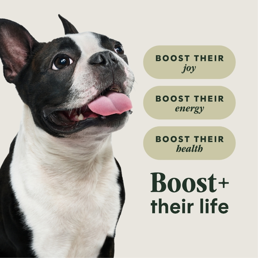 INSTINCT DOG RAW BOOST 4.5KG (10LB) SMALL BREED GRAIN FREE RECIPE WITH REAL CHICKEN DRY DOG FOOD image 5