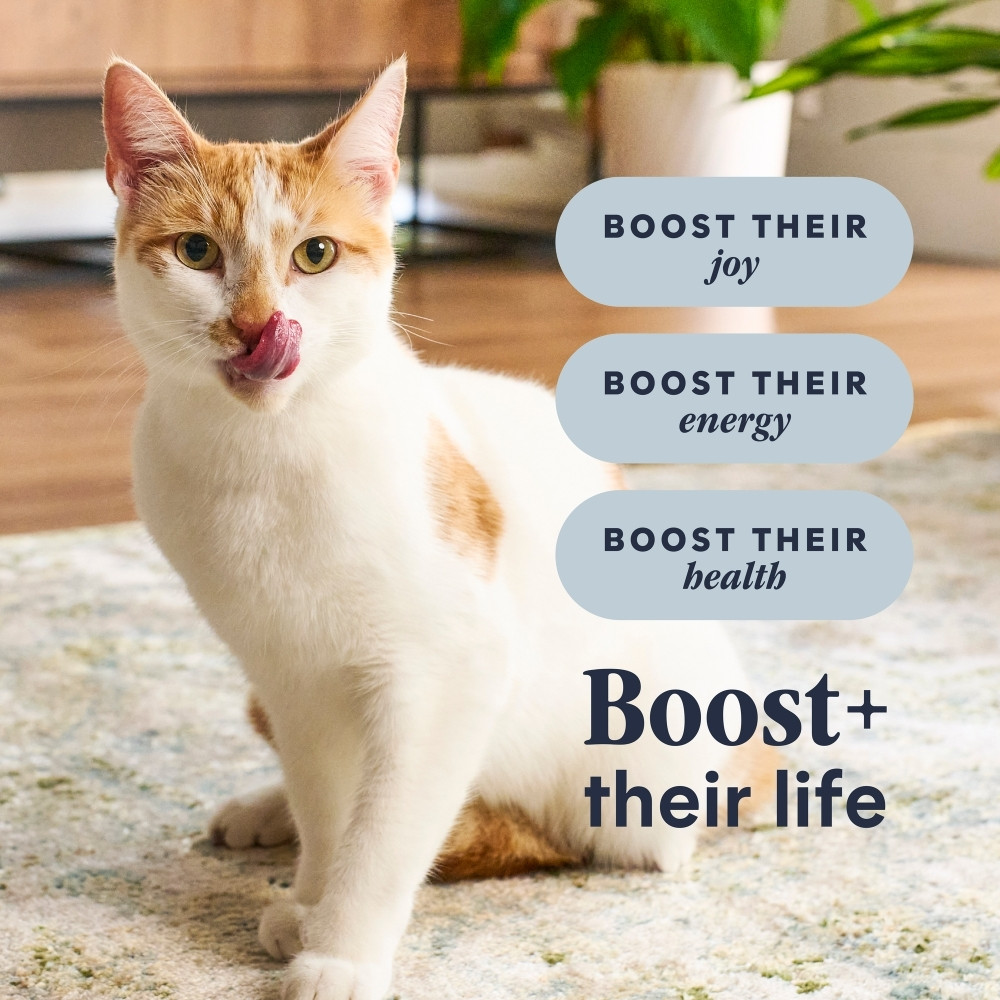 INSTINCT CAT RAW BOOST 4.5KG (10LB) GRAIN FREE RECIPE WITH REAL CHICKEN DRY CAT FOOD image 4