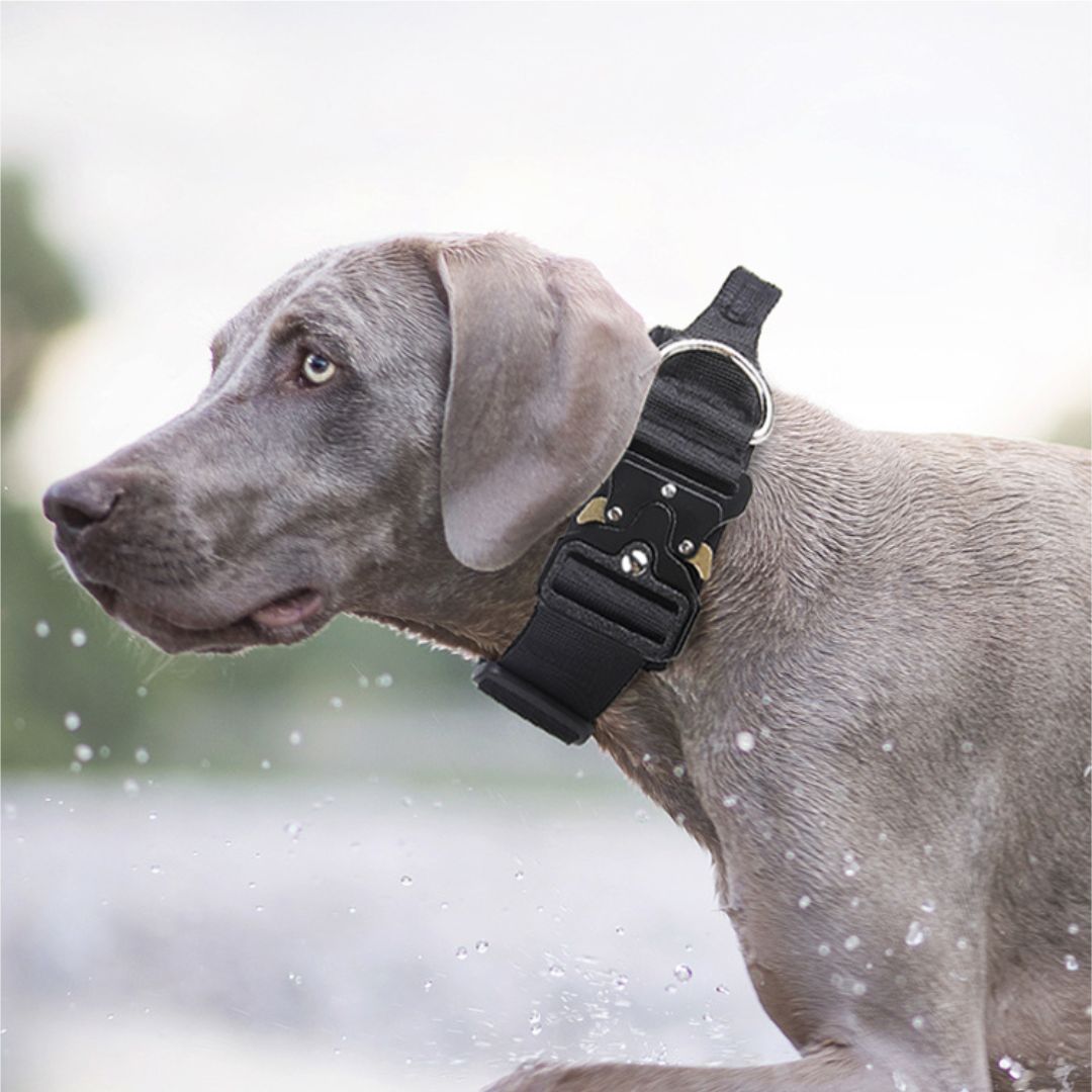 FAN XING TACTICAL DOG COLLAR LIGHT GREY L image 2