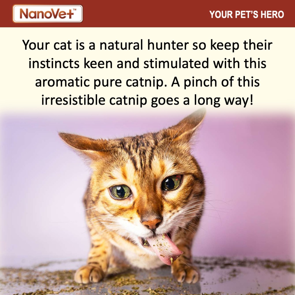 NANOVET CATNIP LEAVES 48G image 4