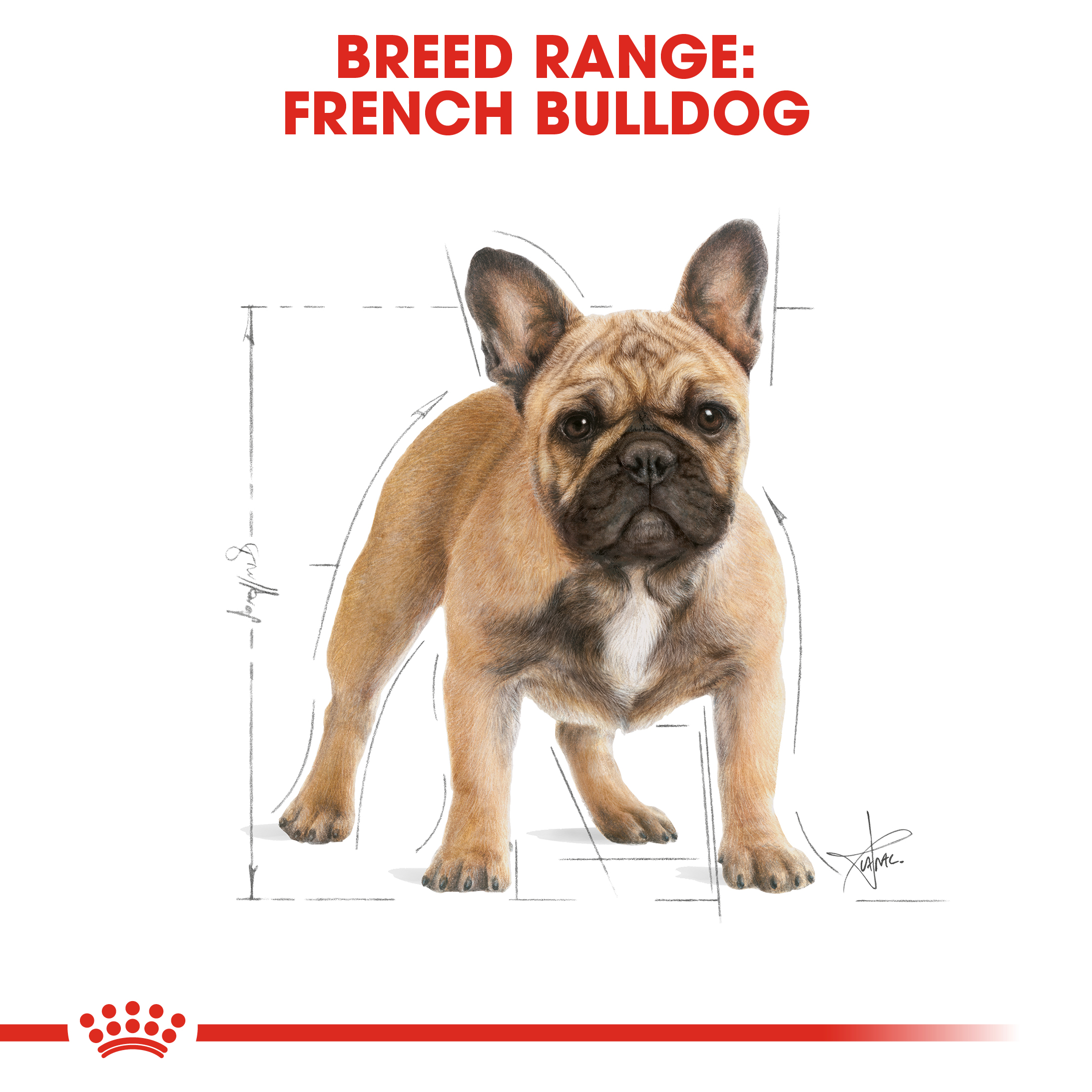 ROYAL CANIN FRENCH BULLDOG ADULT 3KG DRY DOG FOOD image 2